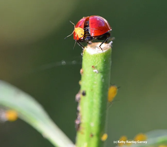 The lady beetle prepares for take-off, with the oleander aphid still clinging to its back. (Photo by Kathy Keatley Garvey)