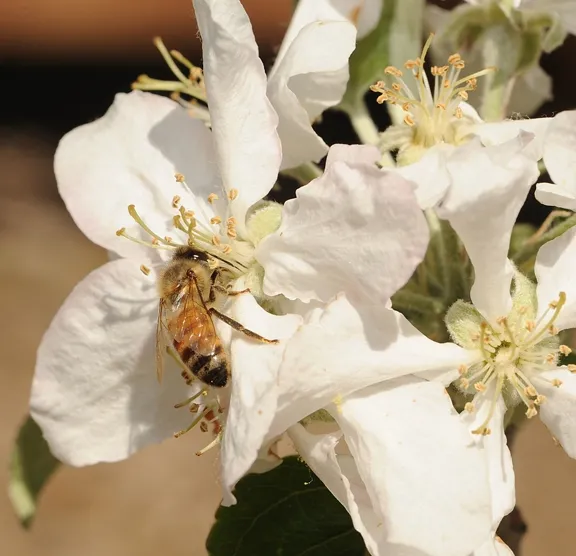 A honey bee pollinating an apple blossom. (Photo by Kathy Keatley Garvey)