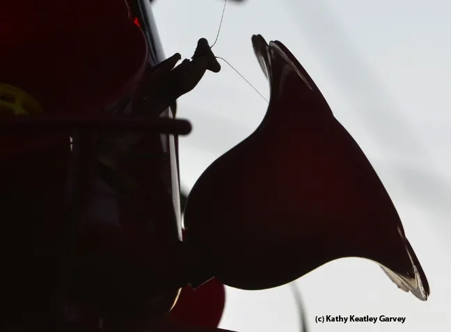 Silhouette of the praying mantis lying in wait. (Photo by Kathy Keatley Garvey)