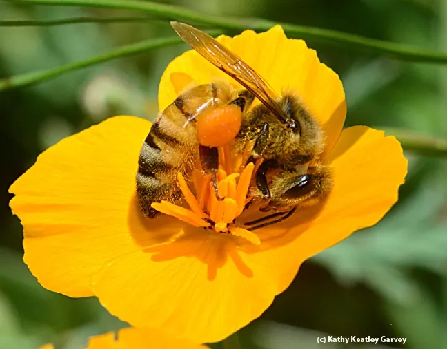A honey bee gathering pollen from a California golden poppy, California's state flower. The honey bee originated from Africa. (Photo by Kathy Keatley Garvey)