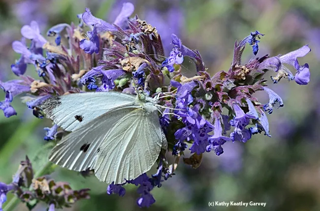A cabbage white butterfly, Pieris rapae, nectaring on catmint. (Photo by Kathy Keatley Garvey)
