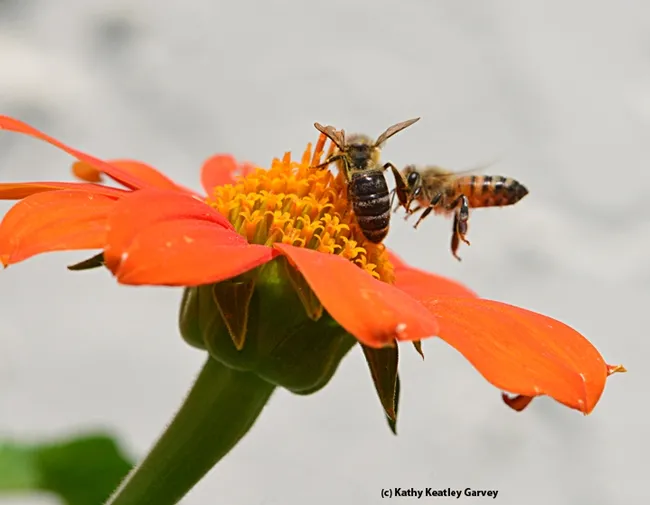 Let the battle begin! (Photo by Kathy Keatley Garvey)