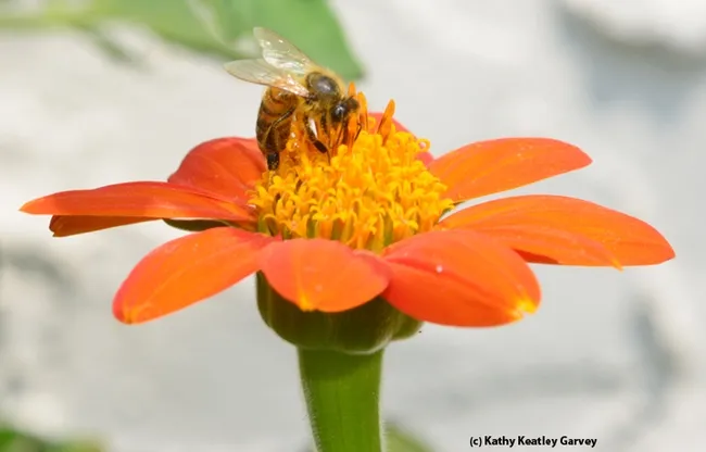 And the winner is... (Photo by Kathy Keatley Garvey)
