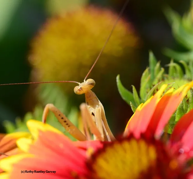 Well, hello there! (Photo by Kathy Keatley Garvey)