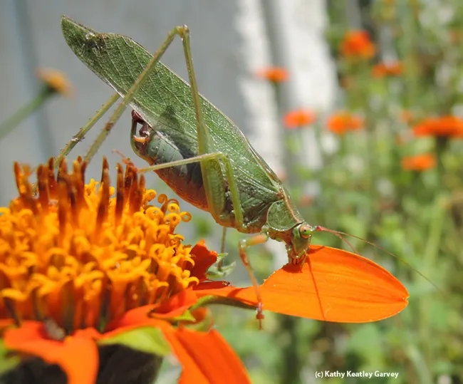 The katydid bends to feed on a Tithonia leaf. (Photo by Kathy Keatley Garvey)