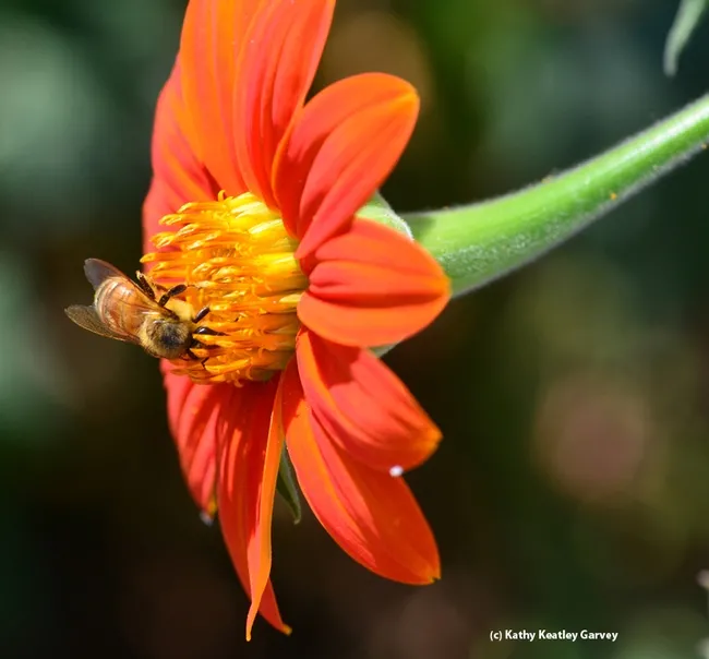 A honey bee foraging on a Mexican sunflower (Tithonia). (Photo by Kathy Keatley Garvey)
