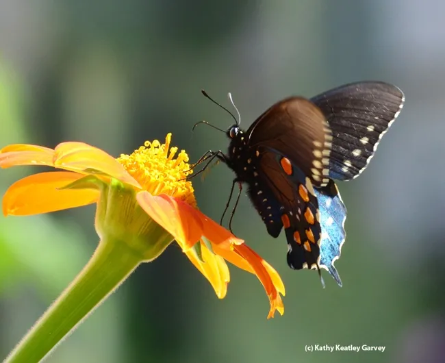Pipeline swallowtail on Tithonia. (Photo by Kathy Keatley Garvey)