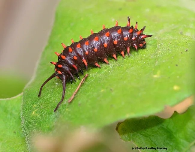 Pipeline swallowtail caterpillar on Dutchman's pipeline. (Photo by Kathy Keatley Garvey)