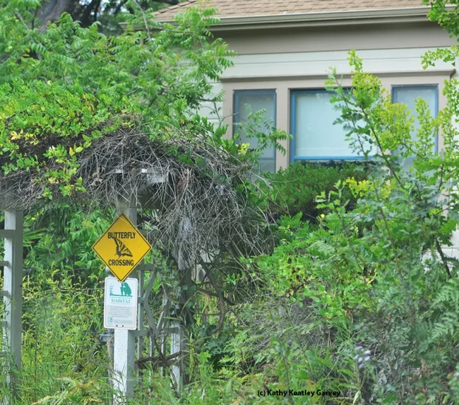 Butterfly crossing in front of the Hallberg home. (Photo by Kathy Keatley Garvey)