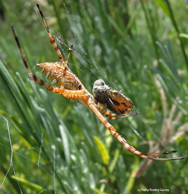 The banded garden spider (Argiope trifasciata) wraps its meal, a male fiery skipper (Hylephila phyleus). (Photo by Kathy Keatley Garvey)