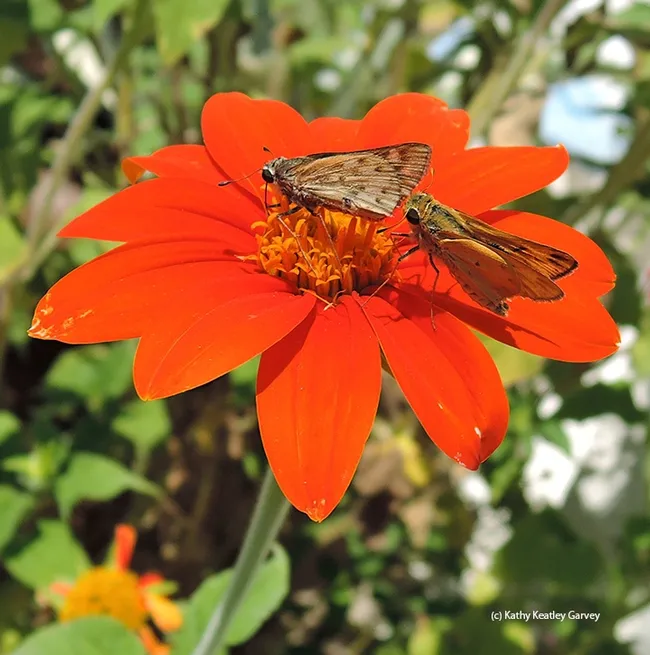 While the garden spider wraps its prey, two fiery skippers (Hylephila phyleus) prepare to mate on a Tithonia. (Photo by Kathy Keatley Garvey)