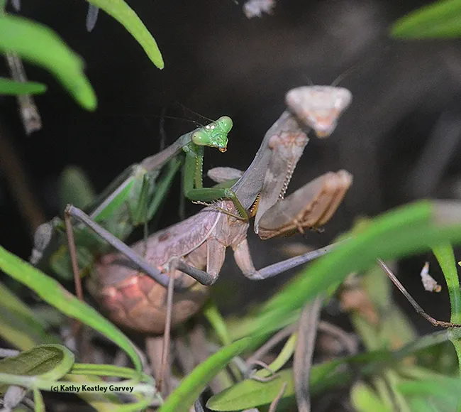A mating pair of praying mantids. At left is the male, soon to lose his head. (Photo by Kathy Keatley Garvey)
