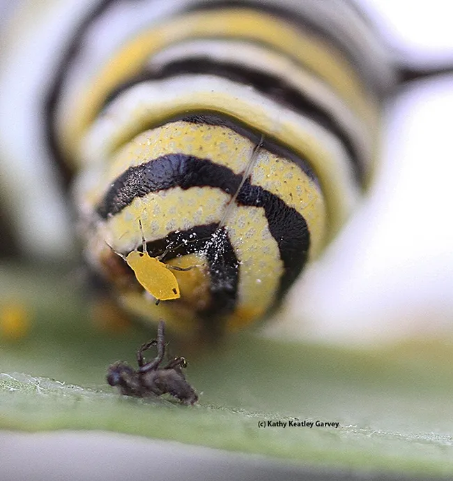 An oleander aphid on "the nose" of a monarch caterpillar. (Photo by Kathy Keatley Garvey)