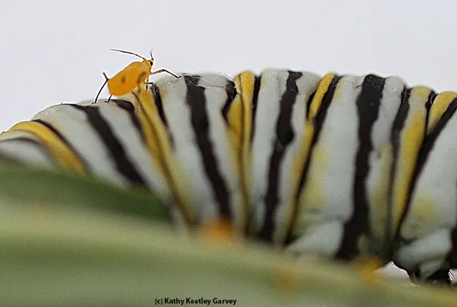 An oleander aphid on the back of a monarch caterpillar. (Photo by Kathy Keatley Garvey)