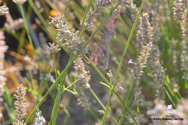 Late afternoon sun gives away the location of this praying mantis hidden in a bed of lavender. (Photo by Kathy Keatley Garvey)