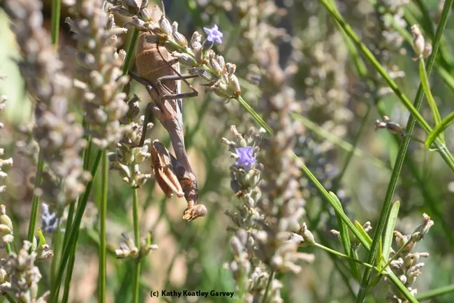 A very gravid female hanging out in the lavender. (Photo by Kathy Keatley Garvey)