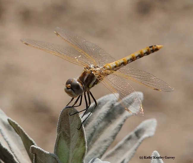 Variegated meadowhawk (Sympetrum corruptum). (Photo by Kathy Keatley Garvey)