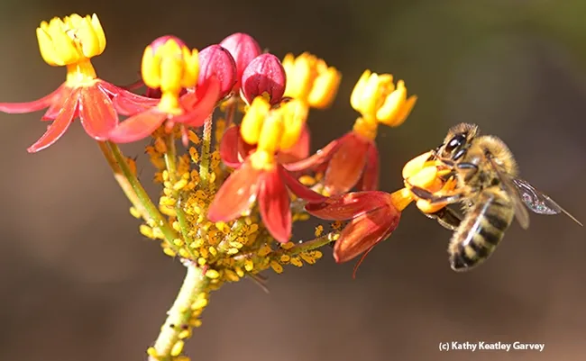 Oleander aphids also like the scarlet milkweed (along with honey bees and monarch butterflies). The milkweed is the host plant of the monarch butterfly but this plant "hosts" other insects, too. (Photo by Kathy Keatley Garvey)