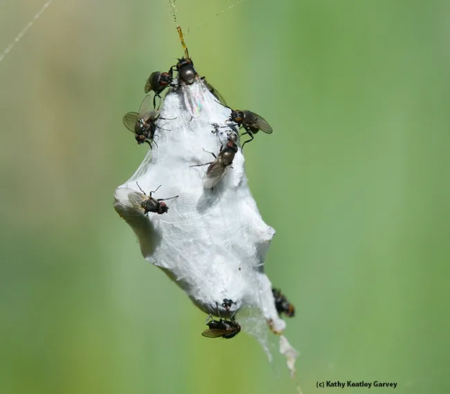 Close-up of freeloader flies on a bee wrapped by a banded garden spider. (Photo by Kathy Keatley Garvey)