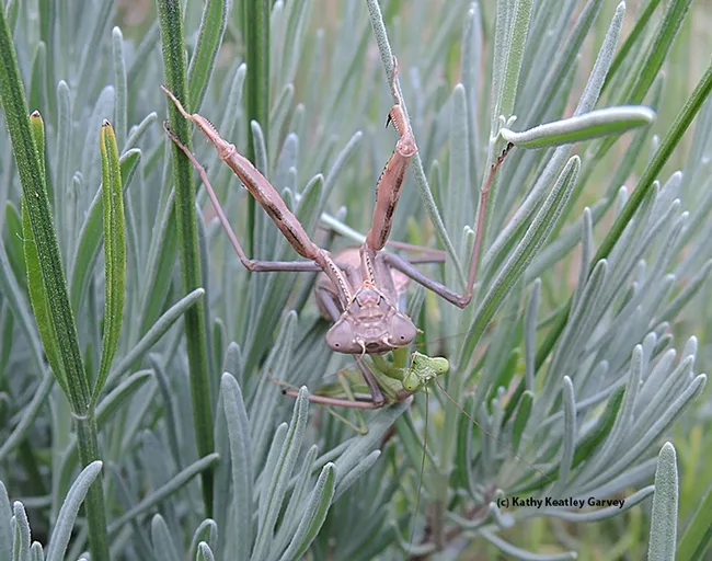 Let's count the heads. Yes, there are two. (Photo by Kathy Keatley Garvey)
