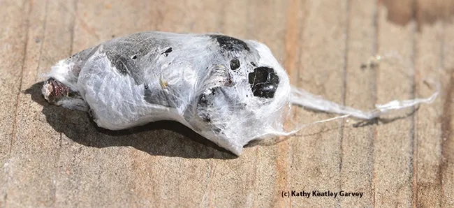 Close-up of the prey, which turned out to be a female Valley carpenter bee. (Photo by Kathy Keatley Garvey)