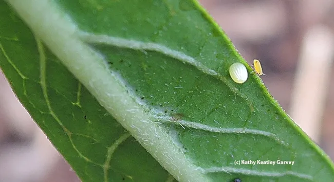 Close-up of a cream-colored monarch egg. Note the oleander or milkweed aphid next to it. (Photo by Kathy Keatley Garvey)
