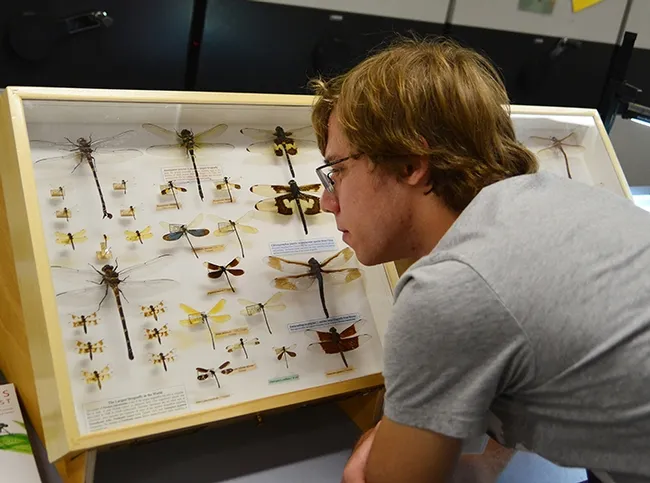 UC Davis entomology graduate student Ziad Khouri admiring Rosser Garrison's dragonfly display. (Photo by Kathy Keatley Garvey)
