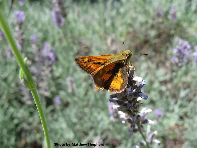 Woodland skipper (Ochlodes sylvanoides) on English lavender. (Photo by Matthew Shepherd)