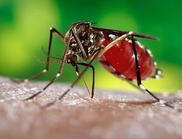 Female mosquito, Aedes aegypti, also known as "the dengue mosquito," drawing a blood meal. (Photo by James Gathany. United States Department of Health and Human Services)