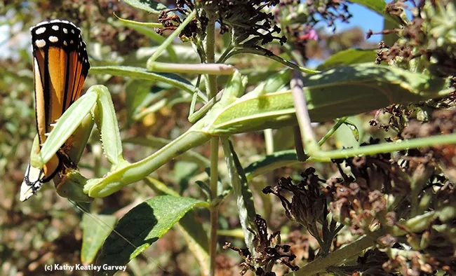 A praying mantis nails a monarch butterfly on a butterfly bush. (Photo by Kathy Keatley Garvey(