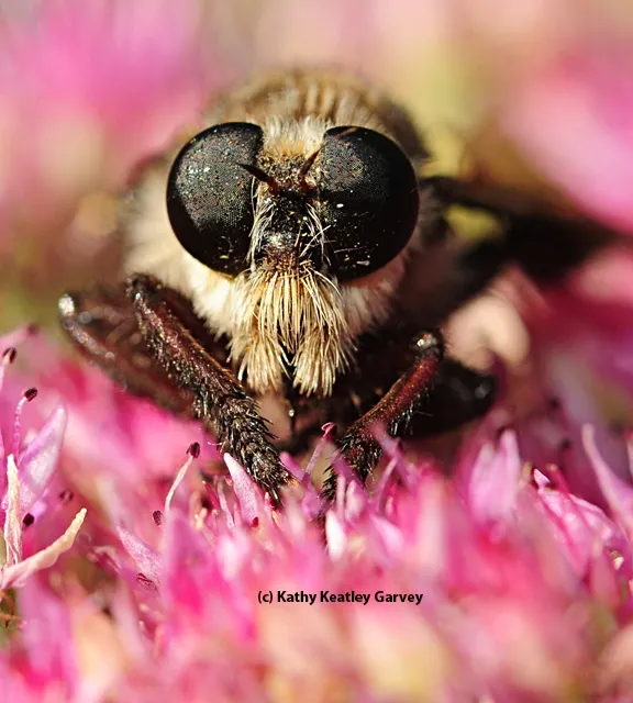 Robber fly staring at the photographer. A robber fly is one of many insects that students use in "How to Make an Insect Collection." (Photo by Kathy Keatley Garvey)