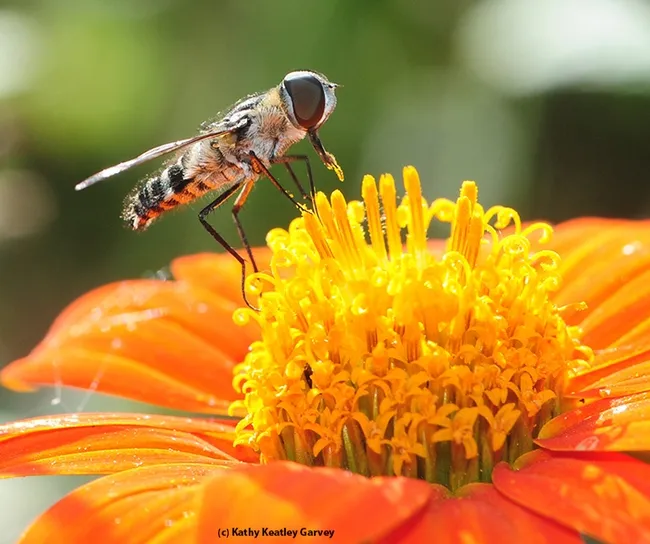 A bee fly, genus Villa, collecting pollen on a Mexican sunflower (Tithonia). (Photo by Kathy Keatley Garvey)