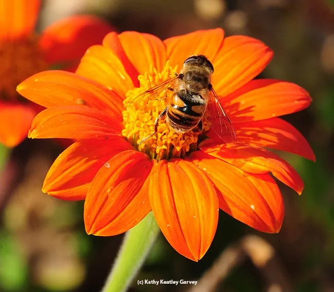 Note the distinguishable "H" on the abdomen on the drone fly, Eristalis tenax. (Photo by Kathy Keatley Garvey)