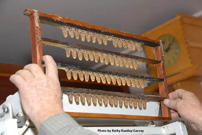 A bee breeder's queen cells. (Photo by Kathy Keatley Garvey)
