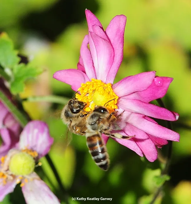 This flower is mine. No, it's mine! (Photo by Kathy Keatley Garvey)