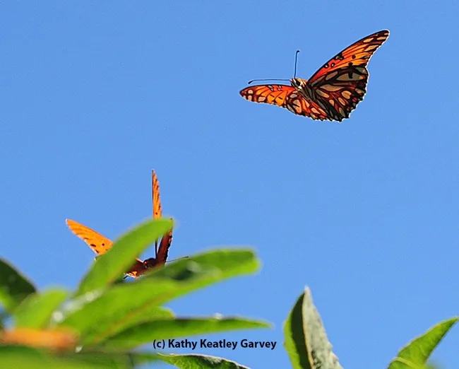 Gulf Fritillaries in a "Butterfly Ballet." (Photo by Kathy Keatley Garvey)