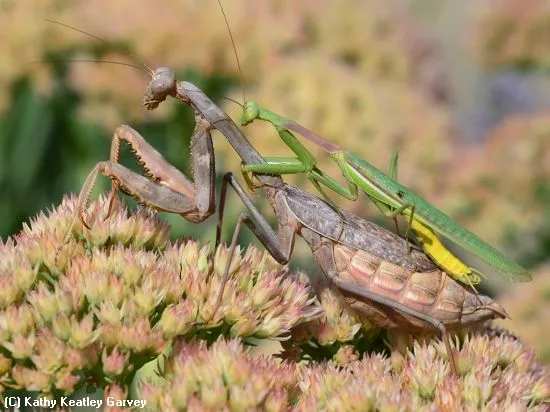 "Giddy Up": Two Chinese praying mantids. (Photo by Kathy Keatley Garvey)