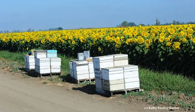 Agricultural scenes like this are prevalent in the Dixon area. This photo was taken of a sunflower field on Pedrick Road, Dixon. (Photo by Kathy Keatley Garvey)