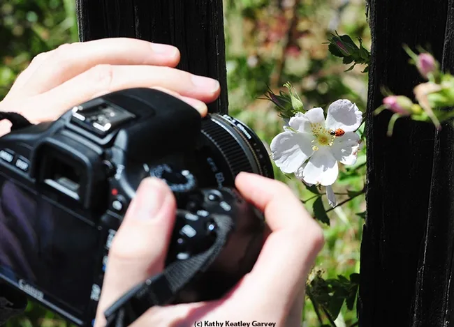 Capturing an image of a lady beetle at BugShot Hastings. (Photo by Kathy Keatley Garvey)