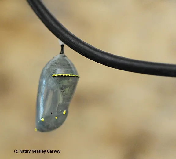 A monarch chrysalis dangles from an electrical cord. (Photo by Kathy Keatley Garvey)