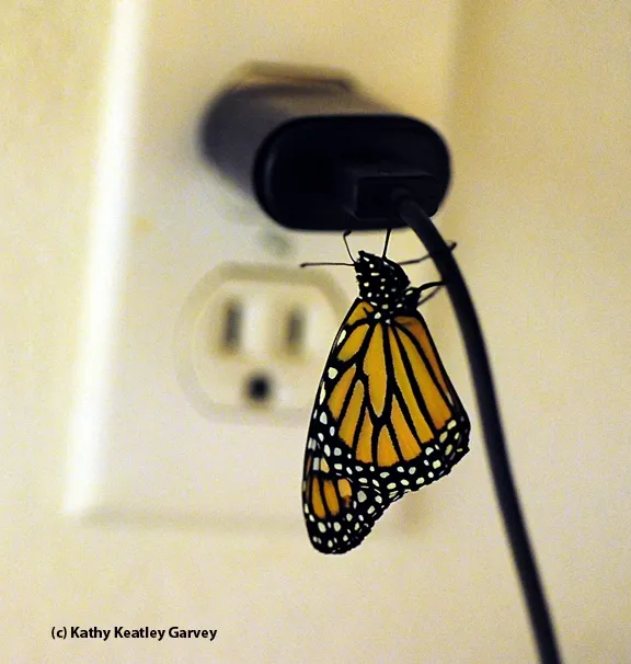 The monarch climbs to the top of the cord. (Photo by Kathy Keatley Garvey)