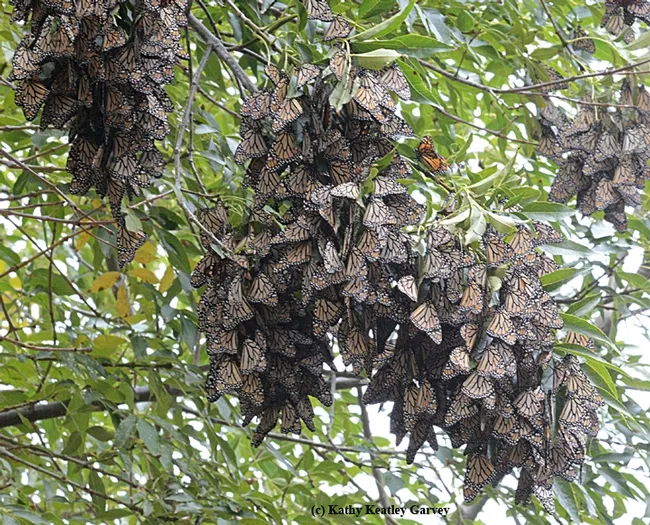 Monarchs roosting in an ash tree at the Berkeley Aquatic Park. (Photo by Kathy Keatley Garvey)