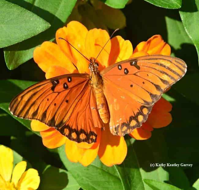 A Gulf Fritillary (Agraulis vanillae)spreads its wings on a yellow zinnia. (Photo by Kathy Keatley Garvey)