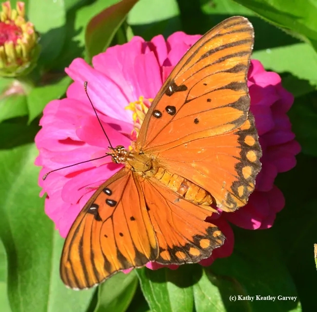 A Gulf Fritillary (Agraulis vanillae)lands on a pink zinnia. Good thing the fashion police aren't around.(Photo by Kathy Keatley Garvey)