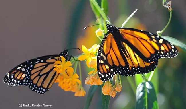 Monarchs nectaring on milkweed in November in Vacaville, Calif. The milkweed is their host plant. (Photo by Kathy Keatley Garvey)