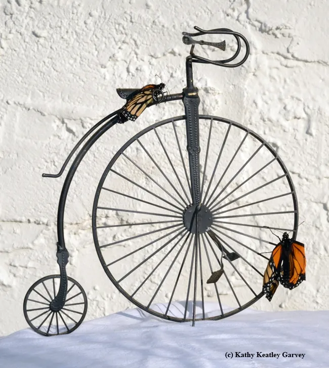 Tiny and Tim on a replica of a penny-farthing. (Photo by Kathy Keatley Garvey)