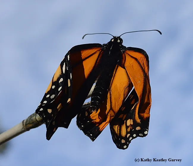 Tim catches some rays. (Photo by Kathy Keatley Garvey)