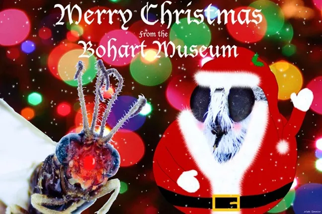 Santa Claus is a robber fly and Rudolph the Red-Nosed Reindeer is an argid sawfly. (Image by Wade Spencer)