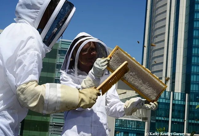 Rooftop beekeeping on the San Francisco Chronicle roof. (Photo by Kathy Keatley Garvey)