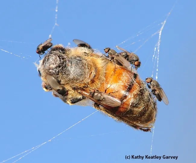 Freeloader flies, family Milichiidae, and probably genus Desmometopa, dining on a honey bee, a spider's prey. (Photo by Kathy Keatley Garvey)